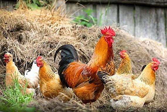 Hogyan kezeljük az aspergillózist csirkékben (baromfi)
