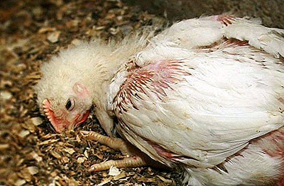 Hoe coccidiose bij kippen te behandelen