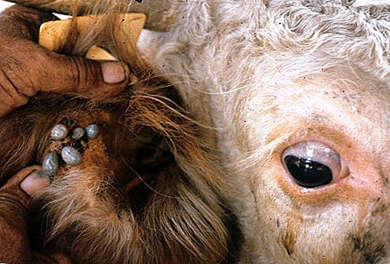 How can a cow be treated to protect against insects?