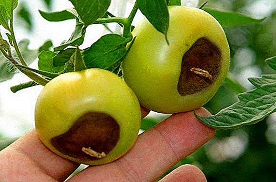How to treat and how to deal with dangerous pests of tomatoes