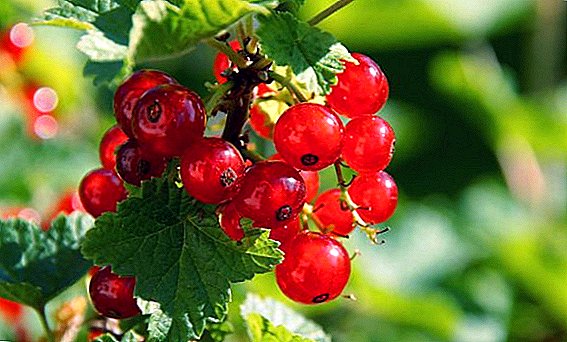 How to treat currants from diseases