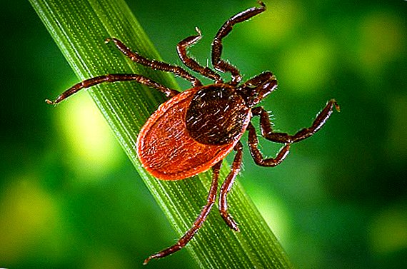 How to treat the area from ticks