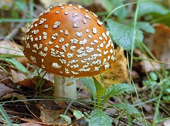 What is dangerous panther fly agaric: how not to put a poisonous mushroom in a basket