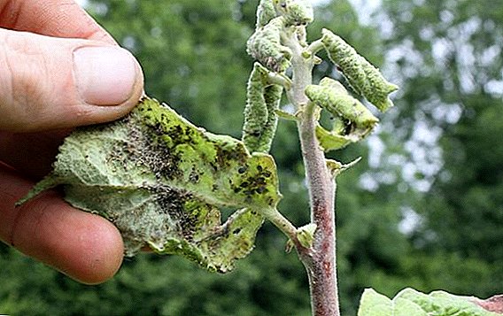 Apakah aphid berbahaya pada pokok buah-buahan dan bagaimana untuk mengatasinya