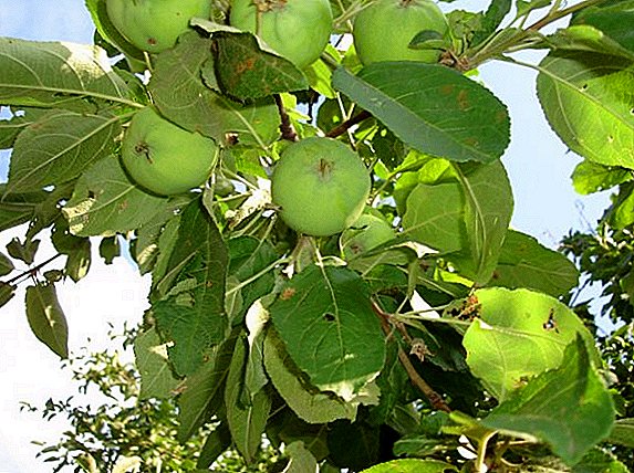 วิธีการพ่นต้นแอปเปิ้ลจากศัตรูพืชมาตรการในการรักษาสวน