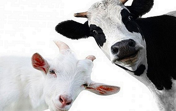 ما هو الفرق بين حليب البقر وحليب الماعز؟