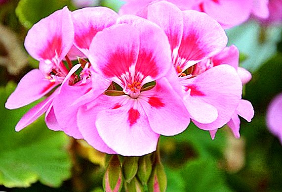 What is the difference between geranium and pelargonium?