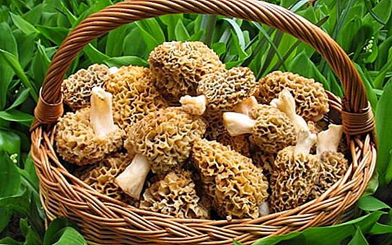 What is the difference between morel and stitch mushrooms?