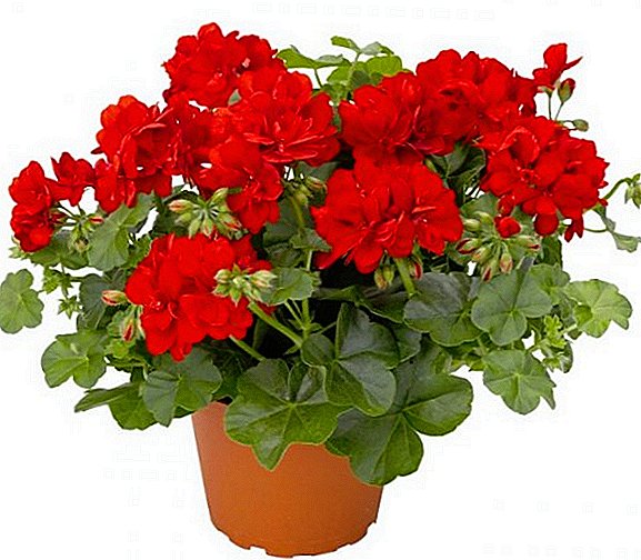 How to feed the geranium for abundant flowering at home