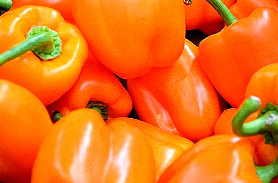 Hvordan mate pepper etter planting i friluft