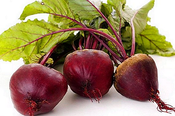 How to feed the beets in the open ground for the growth of the root