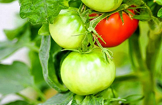 Comment nourrir les tomates pendant la fructification?
