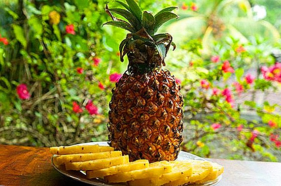 Co je užitečné ananas, složení a použití rostlin