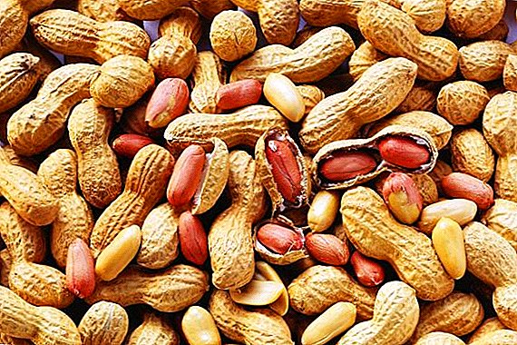 Ce qui est utile pour le corps des cacahuètes