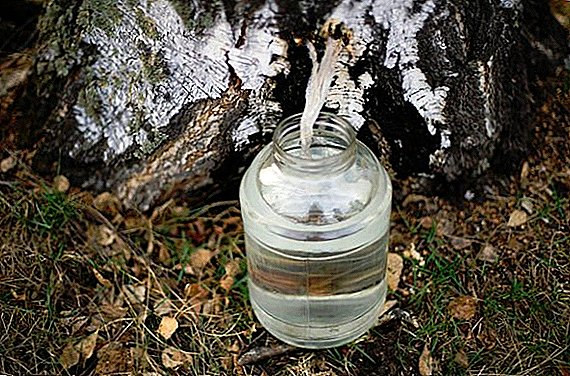 Čo je užitočné breza miazga: použitie a kontraindikácie