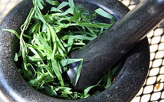 What is useful tarragon, therapeutic use?