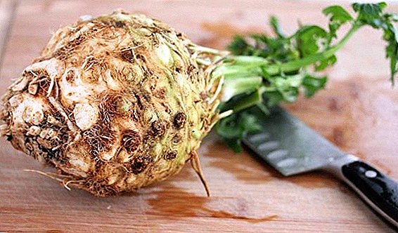 What is useful and how to eat celery root