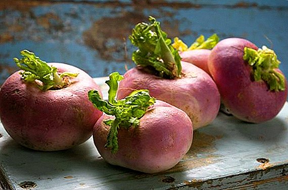 What is useful and harmful turnip