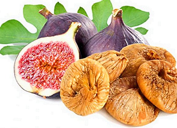 What is useful figs: useful properties and contraindications