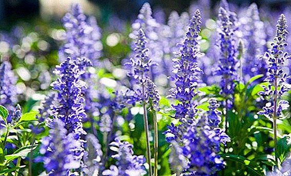 Why is hyssop useful?