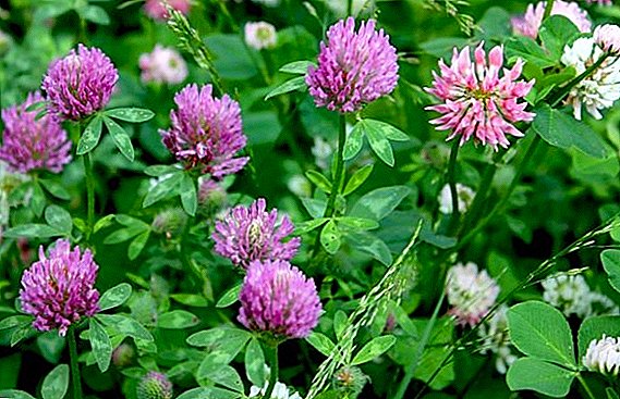 What is useful clover for human health?