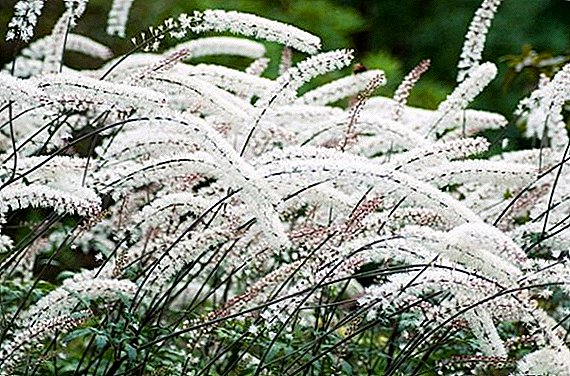 Why is black cohosh useful for human health?