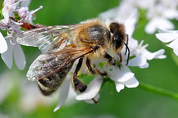 Hvor nyttig koriander honning, helbredende kraft av koriander honning
