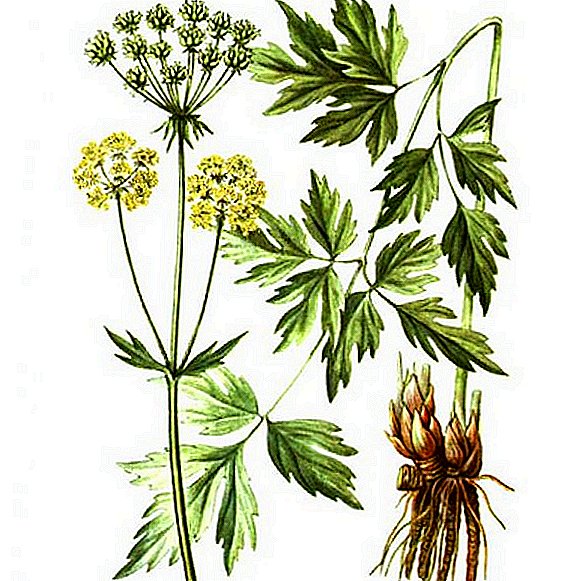 What is useful lovage: medicinal properties and contraindications of plants