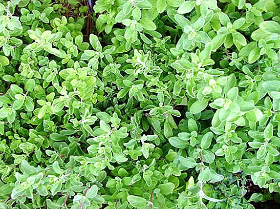 How marjoram is useful: useful properties and medicinal composition of spicy grass