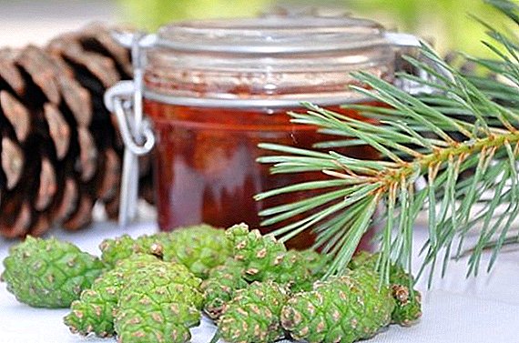 How is honey from pine sprouts useful?