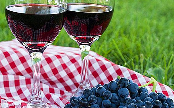 Mis on kasulik viinamarjasort "Isabella"