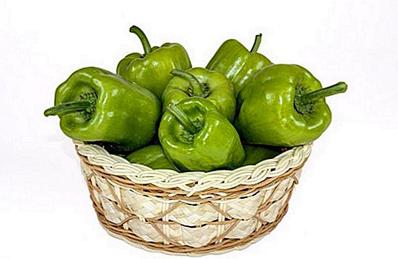 What is useful green pepper?