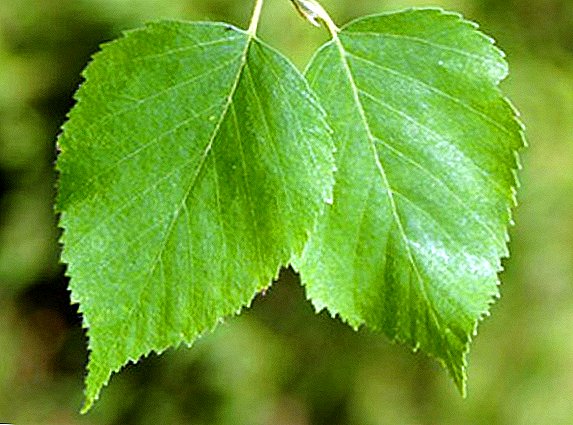 How is birch useful for human health?