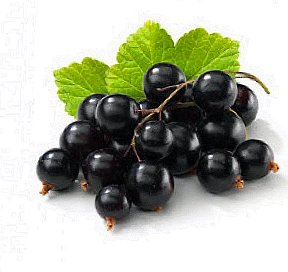 What is useful black currant: healing properties and contraindications