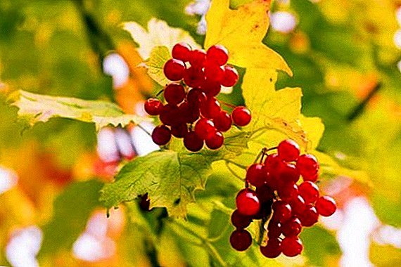 What is useful, and what may be harmful viburnum red for women's health