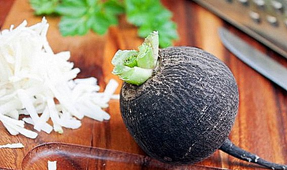 What is useful and how to use black radish for men