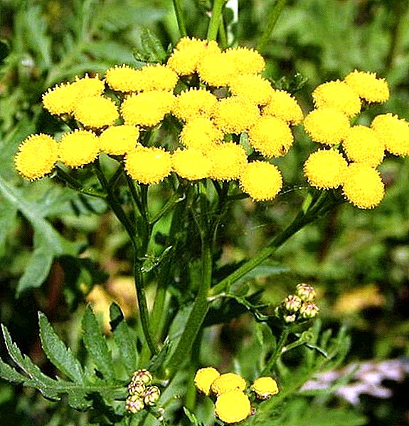 What is useful, and what it looks like tansy