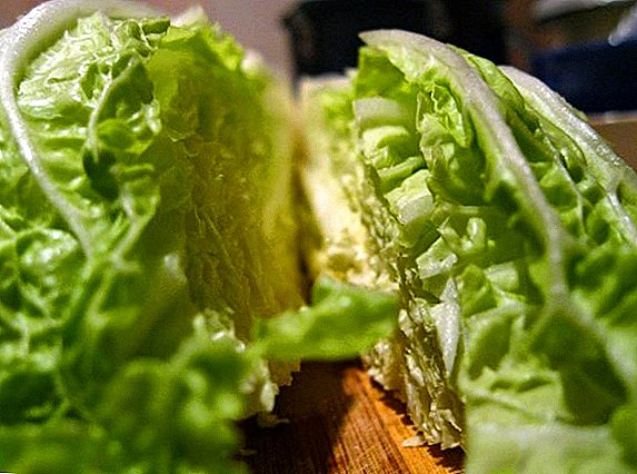 What is useful and harmful Peking cabbage