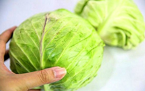 What is useful cabbage