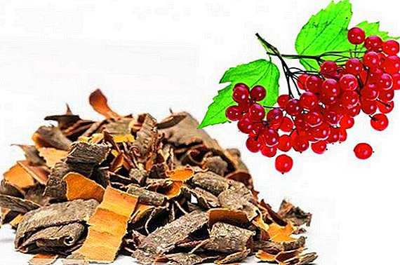 What is useful bark viburnum for the human body