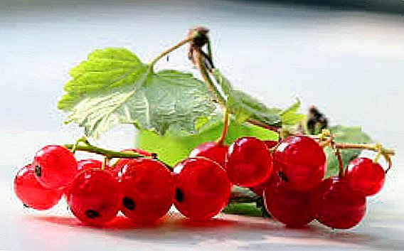 What is useful red currant: medicinal properties and contraindications