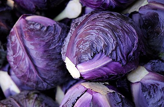 How useful red cabbage