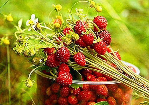 What is useful forest strawberries: description, composition and use of wild berries