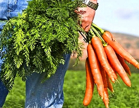 Ce qui est utile dessus de carotte: composition chimique et utilisation