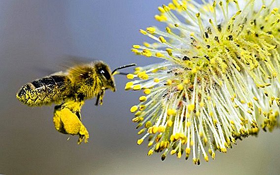 ما هو حبوب اللقاح النحل مفيدة ، والخصائص الطبية وموانع للمنتج؟