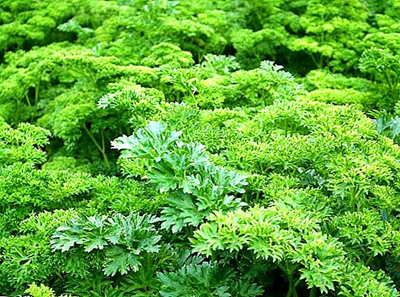 What is useful parsley, composition and healing properties of the plant?