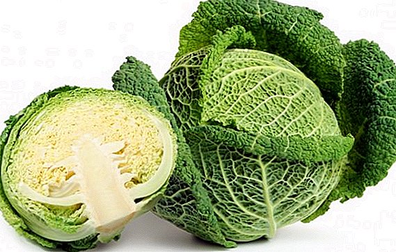 What is useful Savoy cabbage