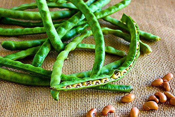 What is useful asparagus beans for the body