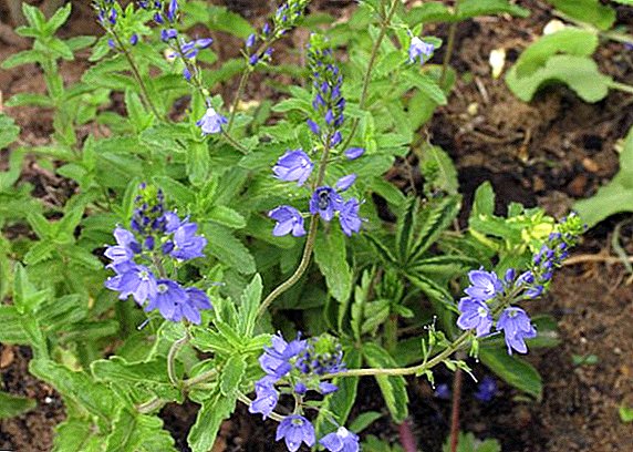 What is useful Veronica officinalis