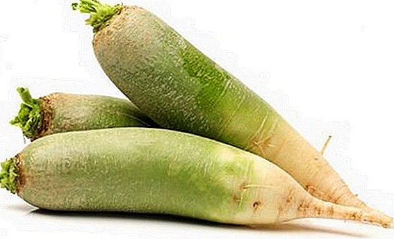 What is useful for green radish body